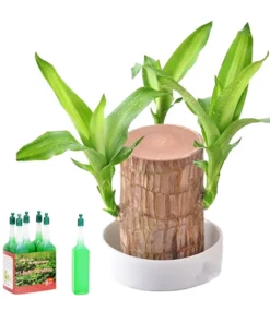 Lucky Brazil Wood Potted Plant