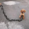 Simulated Chain Traction Rope