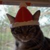 Surprise your cat-loving friends with the fun and festive Santa Cat Hat as a holiday gift.