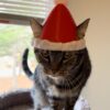 Dress your cat in the Santa Cat Hat for unforgettable holiday moments and photos.