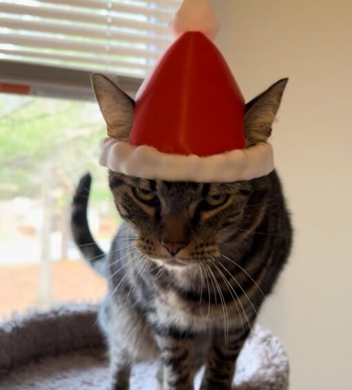 Dress your cat in the Santa Cat Hat for unforgettable holiday moments and photos.