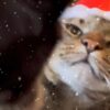 The Santa Cat Hat offers a comfy and adjustable fit for cats of all sizes.