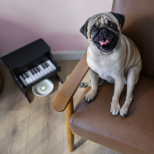 Stylish and durable, the Cat Piano Feeder blends seamlessly with your home decor.