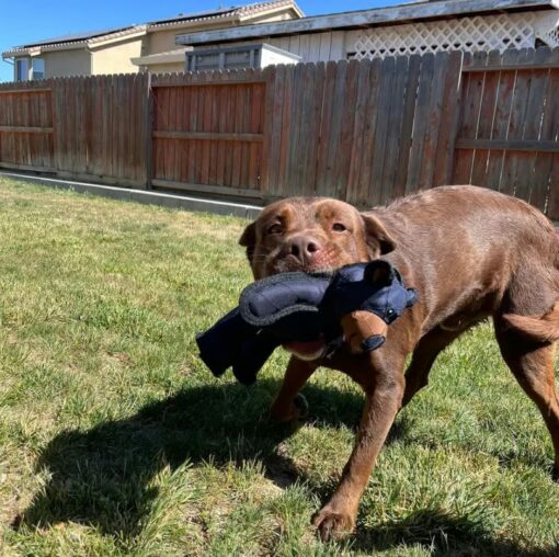 The Unbreaka-Bear™ Dog Toy is great for dogs of all breeds, from small pups to large chewers.