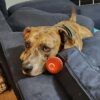 Keep your dog entertained with Chewie Viral Bouncing Ball, made from durable materials for lasting play.