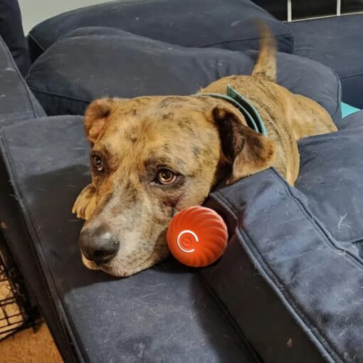 Keep your dog entertained with Chewie Viral Bouncing Ball, made from durable materials for lasting play.