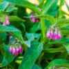 Herbal Comfrey Patches