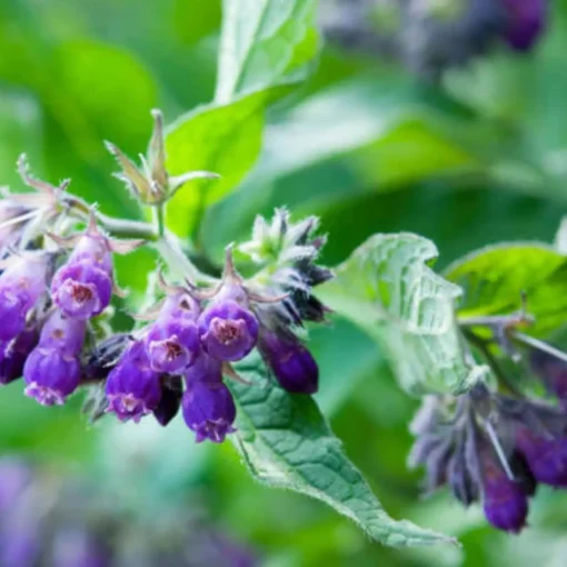 Herbal Comfrey Patches